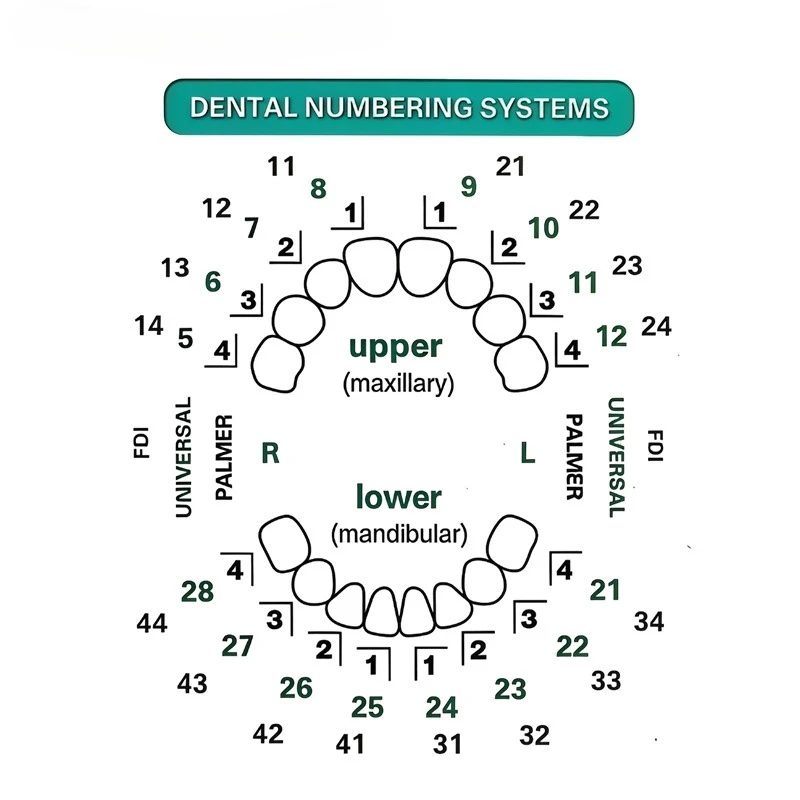 Dental Veneer Mould Kit 32pcs/ - đánh giá và giá Teeth Whitening Moulds